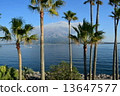 Sakurajima peeking through palm trees 13647577