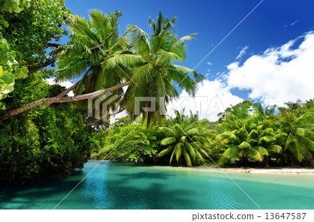 lake and palms, Mahe island, Seychelles lake and palms, Mahe island, Seychelles 13647587