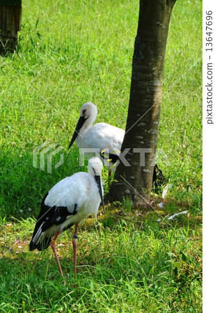 Toyooka's storks - rest Toyooka's storks - rest 13647696