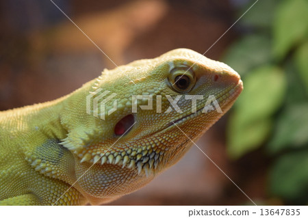 Flying bearded lizard ② Flying bearded lizard ② 13647835