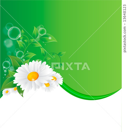 Vector illustration of chamomile flower Vector illustration of chamomile flower 13648123