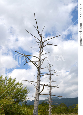 A fallen tree A fallen tree 13648527