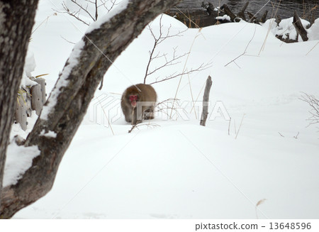 Wild Japanese macaque walking around the snow looking for food Wild Japanese macaque walking around the snow looking for food 13648596