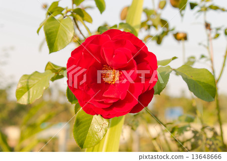 Red Rose on Soft Yellow Light of Sunset Red Rose on Soft Yellow Light of Sunset 13648666