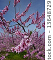  Peach blossoms 13648729
