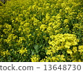 Rape blossoms 13648730