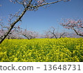Peach blossoms and rape blossoms 13648731