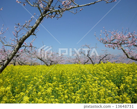 桃花和油菜花 13648731