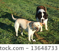 Laughing dog 13648733