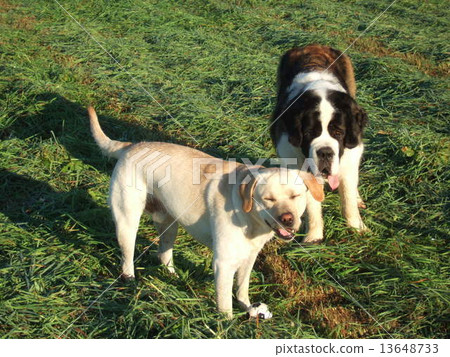 Laughing dog Laughing dog 13648733