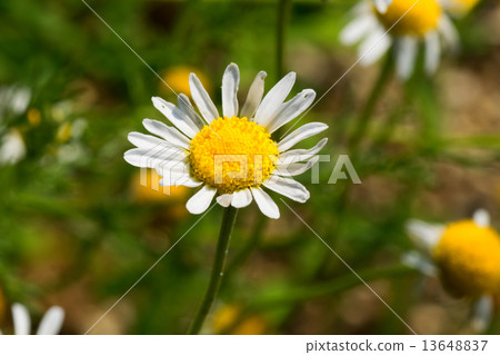 Roman chamomile, herbs Roman chamomile, herbs 13648837