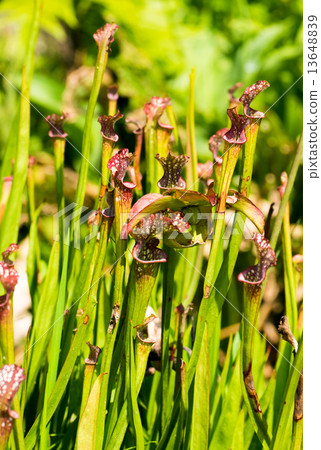 Salacenia·Leucophila，Salacenianaceae，南美洲南美洲 13648839