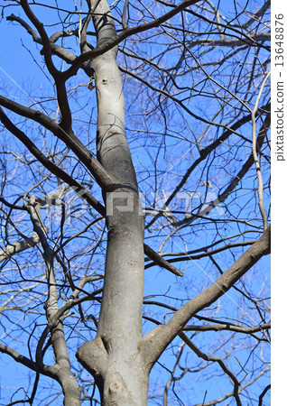 Hakuunboku(白雲週四) Hakuunboku(白雲週四) 13648876