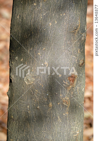 Hakuunboku(白雲週四) Hakuunboku(白雲週四) 13648877