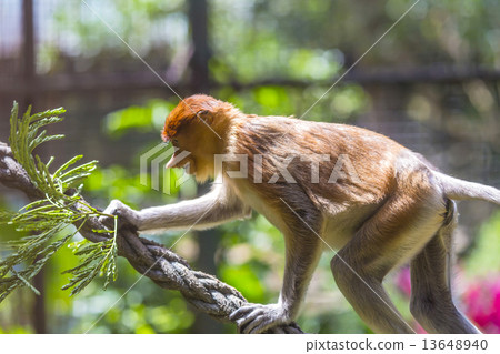 Proboscis monkey 13648940