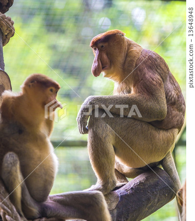 Proboscis monkey 13648948