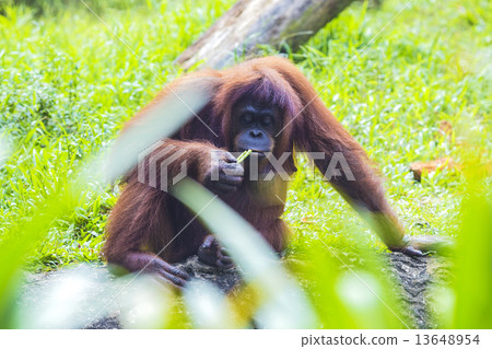 Orangutan Orangutan 13648954
