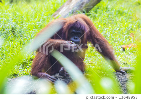 Orangutan Orangutan 13648955