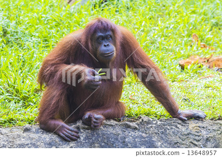 Orangutan Orangutan 13648957