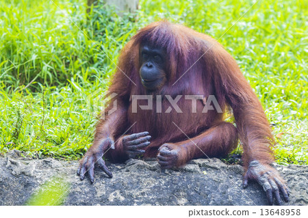 Orangutan Orangutan 13648958