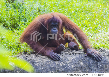 Orangutan Orangutan 13648959
