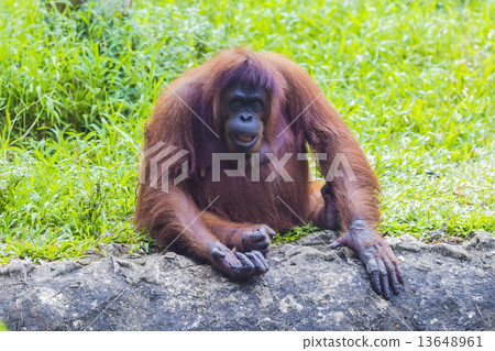 Orangutan  13648961