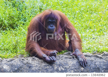 Orangutan  13648962