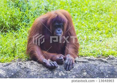 Orangutan Orangutan 13648963