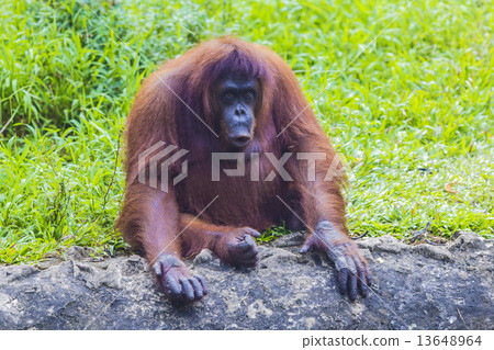 Orangutan Orangutan 13648964