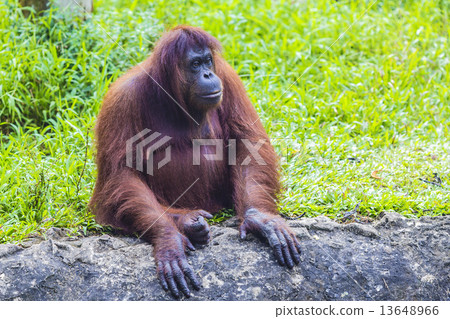 Orangutan Orangutan 13648966