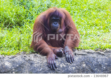 Orangutan Orangutan 13648967