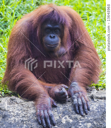 Orangutan Orangutan 13648968