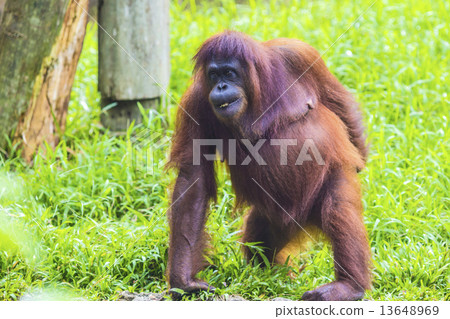 Orangutan Orangutan 13648969