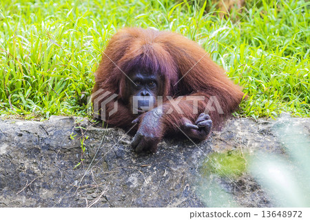 Orangutan  13648972