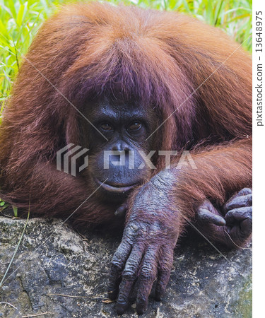 Orangutan Orangutan 13648975