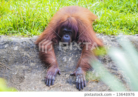 Orangutan Orangutan 13648976