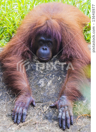Orangutan Orangutan 13648977