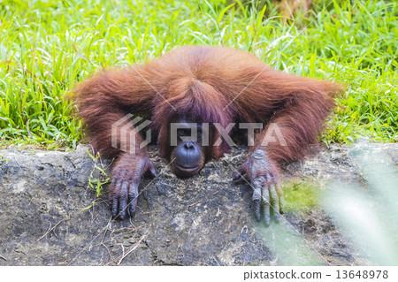 Orangutan Orangutan 13648978