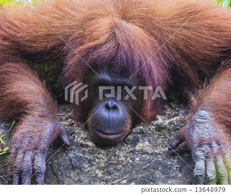 Orangutan Orangutan 13648979