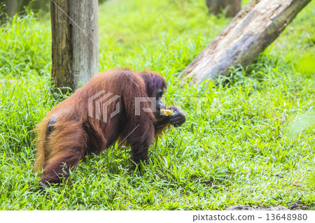 Orangutan Orangutan 13648980