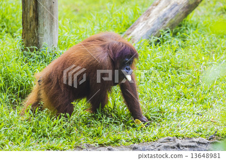 Orangutan  13648981