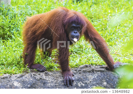 Orangutan Orangutan 13648982
