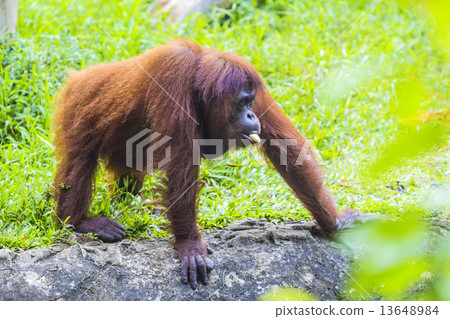 Orangutan  13648984