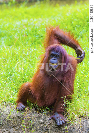 Orangutan Orangutan 13648985