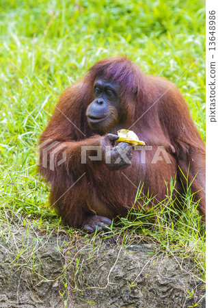 Orangutan  13648986