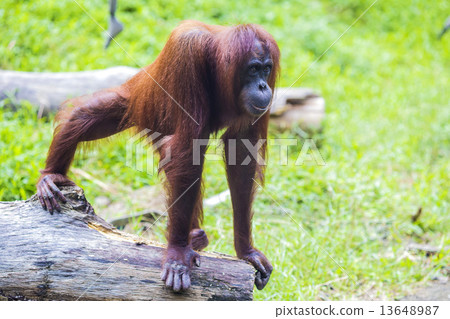 Orangutan  13648987