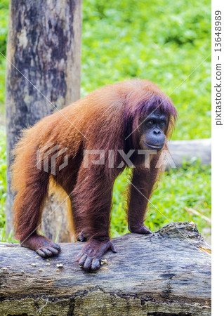 Orangutan Orangutan 13648989