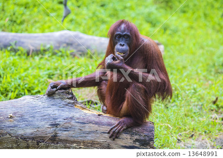 Orangutan Orangutan 13648991