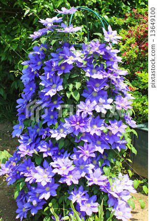 威靈仙 威靈仙 13649100