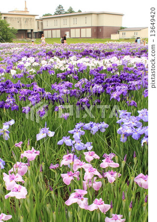 Tagajo Ayame Festival 13649420